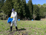 楮畑の肥料散布のお手伝いに